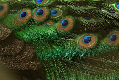 Close-up of peacock