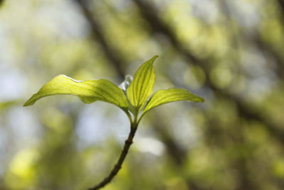 Close-up of fresh green leaves