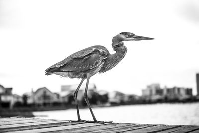 Close-up of gray heron against sky