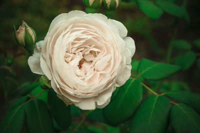 Close-up of white rose