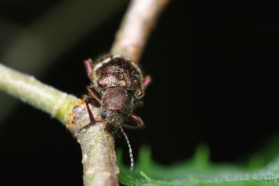 Close-up of insect