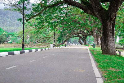 Road amidst trees in park