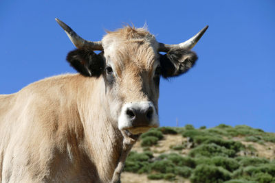 Portrait of a cow of french breed aubrac against blue sky