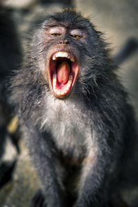 Close-up of a monkey