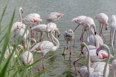 Flock of birds in lake