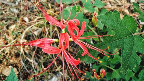 Close-up of red flower growing on plant in garden