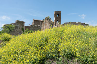 Yellow flowers on field by old building against sky