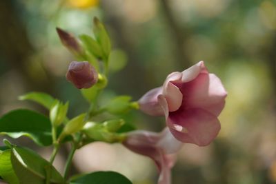 Close-up of rose bud