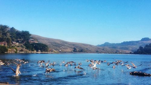 Pelicans migrating in river  against clear blue sky