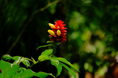 Close-up of flowering plant