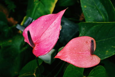 Anthurium growing outdoors