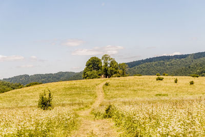 Scenic view of field against sky