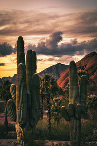 Scenic view of sunset