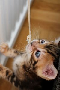 Close-up of kitten playing with string at home