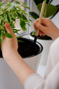Young woman loosens a ficus plant in a white pot. concept of home garden. spring time. 