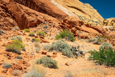 Scenic view of rocky mountains