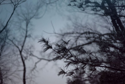 Close-up of bare tree against sky