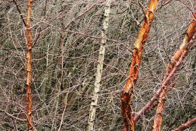 Full frame shot of bare tree