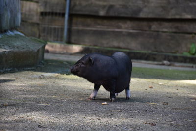 Pig on footpath