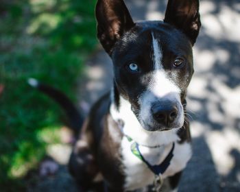 Close-up portrait of dog