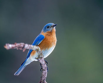 Male bluebird perched on a branch