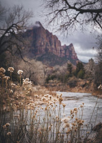 A river between mountains in zion national park, utah
