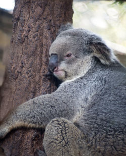 Close-up of an animal on tree trunk