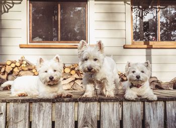 Close-up of dogs on wood