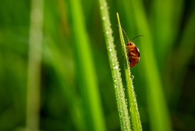 Close-up of insect on grass