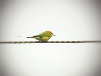 Close-up of bird perching on leaf against clear sky