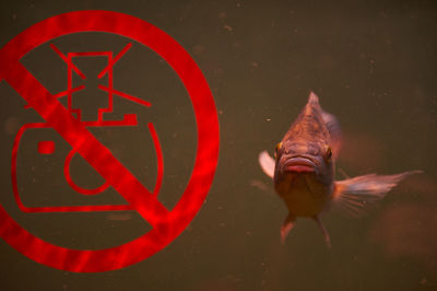 Close-up of fish swimming in water