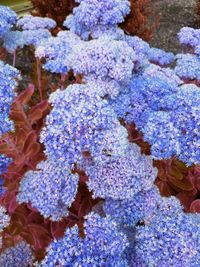 Close-up of purple flowers