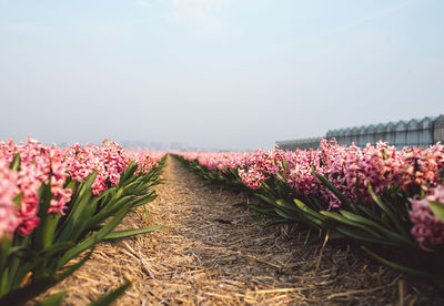 Close-up of pink flowering plants on field against sky