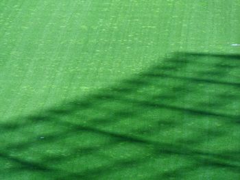 Full frame shot of green grass