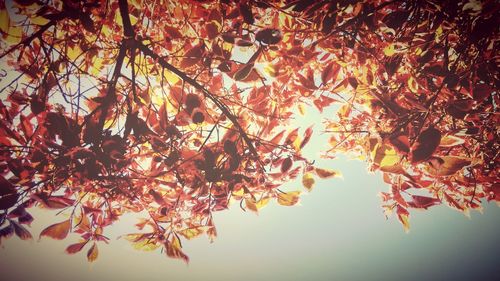 Low angle view of tree against sky during sunset