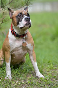 Close-up of a dog on field