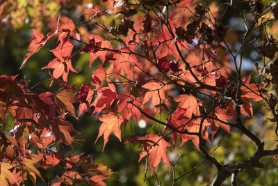 Close-up of tree during autumn