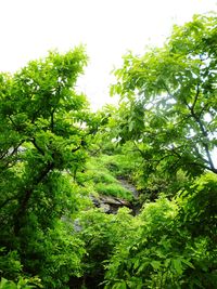 Trees with green plants in foreground