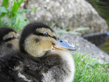 Close-up of ducklings on grass