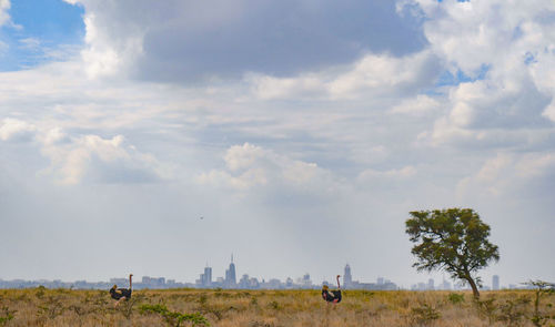 Scenic view of field against sky