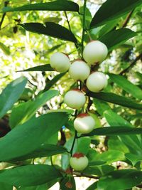 Low angle view of fruits on tree