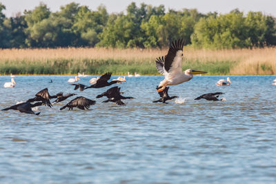 Pelicans flying over water