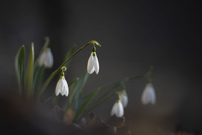 Close-up of white flowering plants