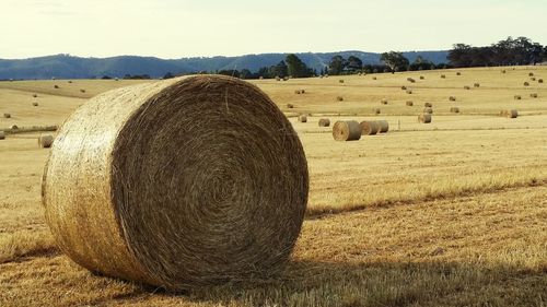 Scenic view of field against clear sky