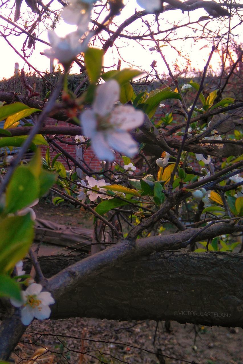 CLOSE-UP OF FLOWERING PLANT