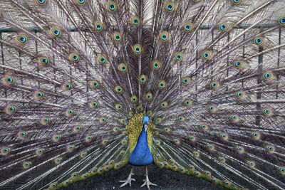 Close-up of peacock