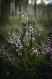 Blooming heather in the russian northern forest. domestic tourism and contemplation concept