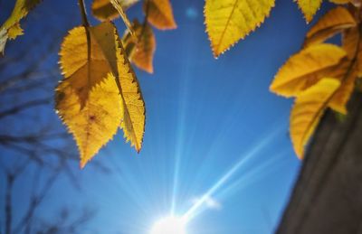 Low angle view of autumnal leaves against blue sky