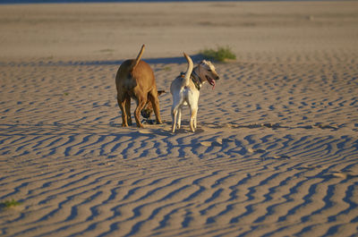 Two dogs on beach