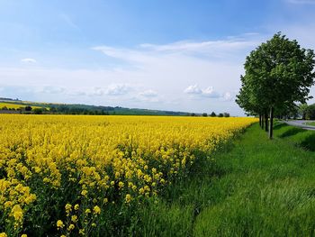 Scenic view of oilseed rape field against sky